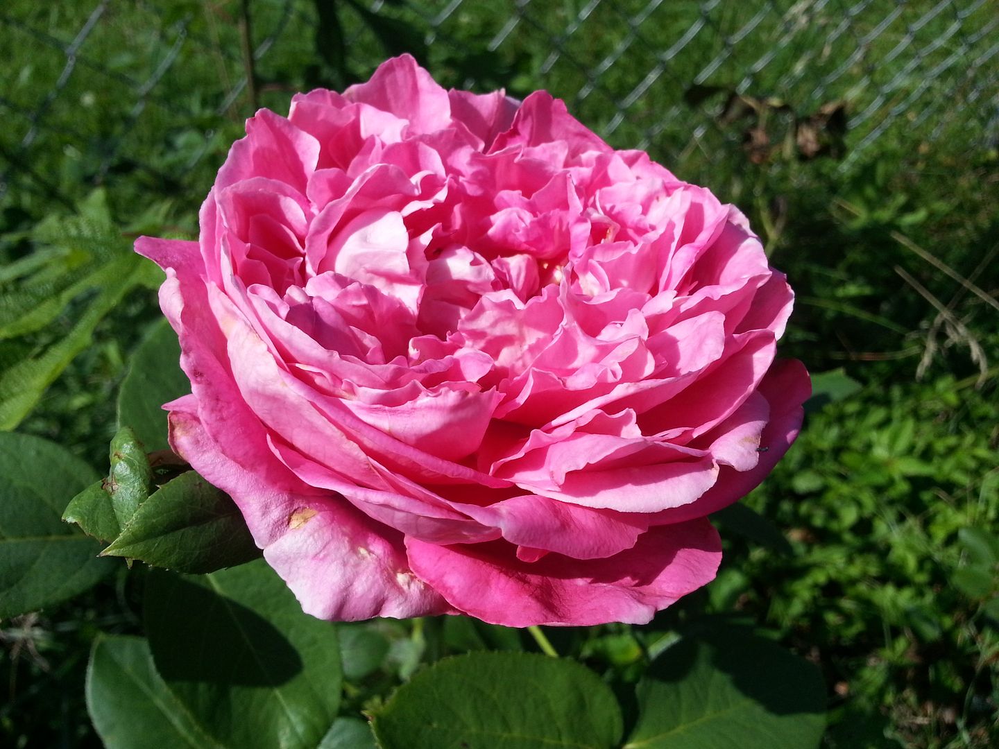 paul neyron photo 20130622_165935_zps4d47a686.jpg